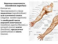 Сгибание плеча в плечевом суставе мышцы